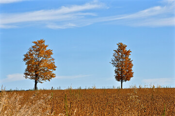Fototapeta premium Picturesque view of two trees growing on the agricultural field with blue sky at sunny autumn day