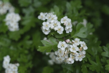 White hawthorn flowers