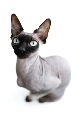 A beautiful Canadian Sphynx cat, hairless, sits on a white background, isolated. Close-up portrait with big eyes