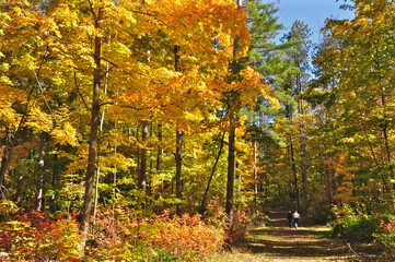 Fototapeta na wymiar Leisure activity - walking in the forest in autumn