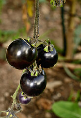 Black, blue or purple tomatoes also known as Indigo Rose and SunBlack.
