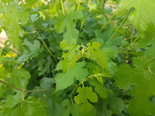 fresh berry tree branch