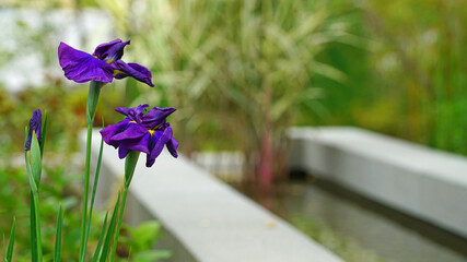 purple iris growing beside the park's waterway.blue flag
