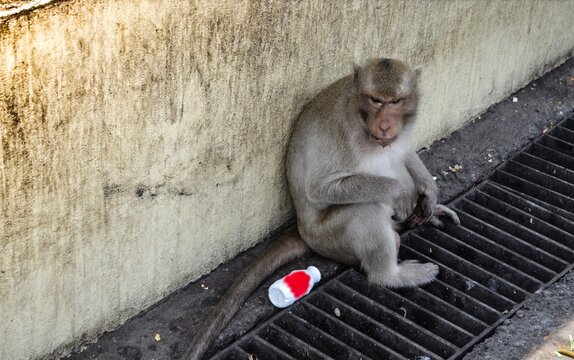 Monkey steals COVID-19 blood samples from a lab technician.