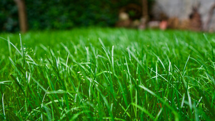 Grass background green field. Focus is on the front and back.
