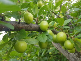 green plum on a plum tree