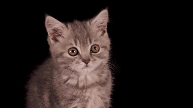 Two-month-old Scottish Straight kitten with yellow eyes on a black isolated background. The cat looks licked after eating. Shooting from a tripod in 4K close up with professional studio lighting