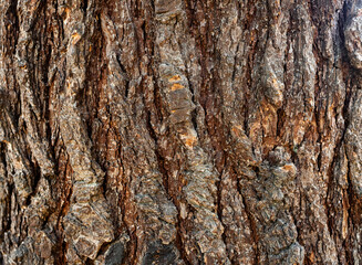 Background of the bark of a wrinkled and old tree. The pattern is natural and the texture is deep.