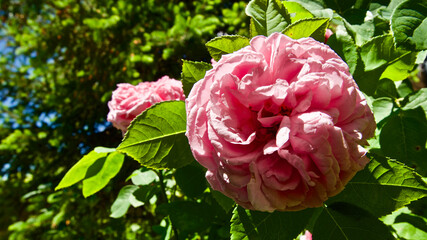 Pink rose in front of cloudy sky. Focus is on the front.