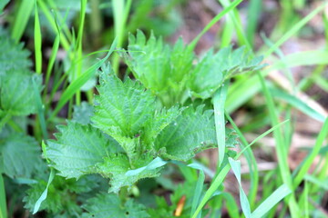 Young green nettle sprouts in the grass. Burning Medicinal Plant. The concept of spring, nature and the awakening of life. 