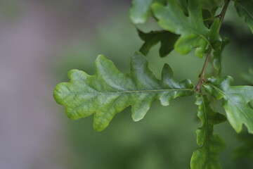 leaves of an oak tree