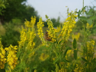 bee collects pollen from yellow flower