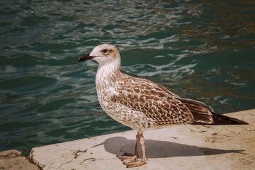 european herring sea gull bird on the shore. High quality photo