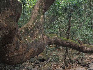 Fototapeta premium close up of a large tree growing in the jungle