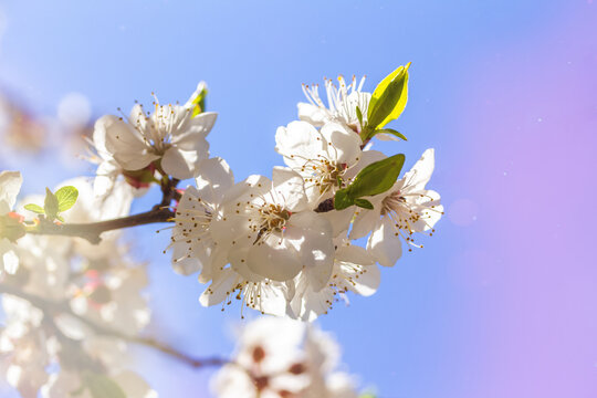 Apricot blossom in april on a transparent spring day in bright sunlight
