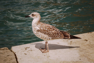 european herring sea gull bird on the shore. High quality photo