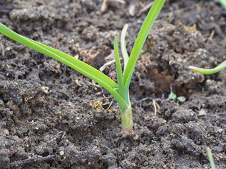 the sprout sprouts through the ground in early spring. The concept coming to life of nature and plants after the winter