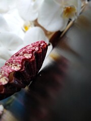 Sea shell on a beautiful background of orchids