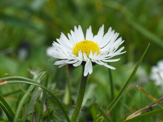 Obraz premium flower Daisy perennial white close up on a green grass background
