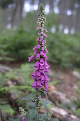 purple foxglove flowers in the forest
