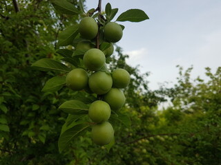 green plum on a plum tree