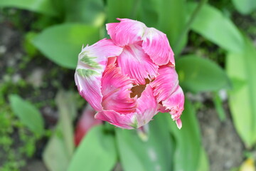 Różowy tulipan pierzasty na zielonym tle.