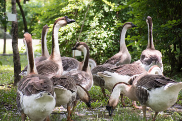 A group of geese are drinking water in the park.