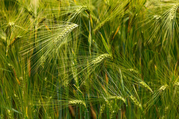 Close from a wheat stalk.