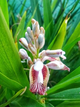 Greater Galangal (Alpinia galanga) is a pungent rhizome in the ginger family, and a classic ingredient in Thai cooking. It is also a perennial herb with showy flowers and beautiful foliage.