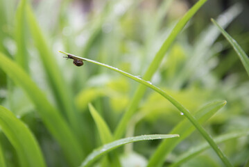 Leaves of juicy grass close-up. Dew drops, rain drops on plant stems. Background, texture. The concept of freshness and renewal.