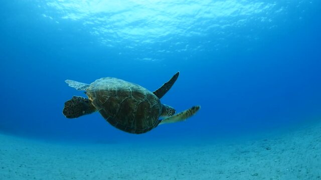 turtle underwaterswim in blue water  slow relaxing ocean scenery