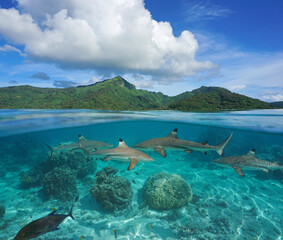 Fototapeta na wymiar French Polynesia, tropical island seascape with several blacktip reef sharks underwater, split view over and under water surface, Huahine, Pacific ocean, Oceania