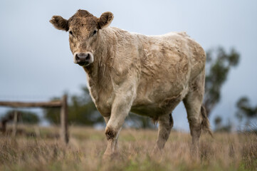 Beef cows and calves grazing on grass in south west victoria, Australia. eating hay and silage....