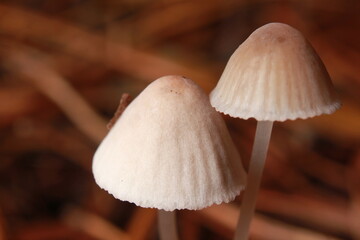 mushroom in the forest