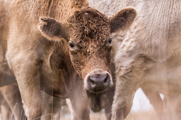 Beef cows and calves grazing on grass in south west victoria, Australia. eating hay and silage....