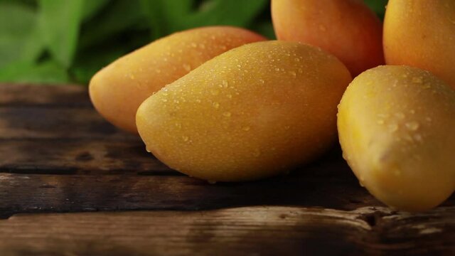 Ripe mango fruit put on wood table with green leaf of tropical plant background. refreshment of fruit juice and mango farm concept.