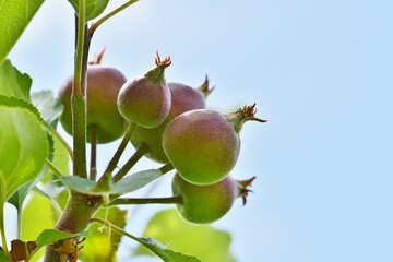 Young Apple fruit growing on a tree.