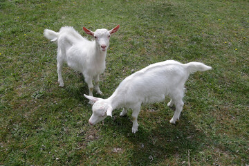 White goats in a meadow with green grass.
