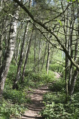 path in the forest