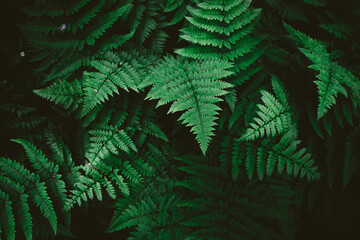 green fern leaves - obrazy, fototapety, plakaty