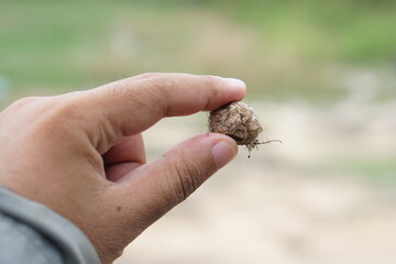 Puff Ball Mushrooms in human hand