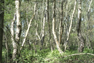 Fototapeta premium Silver birch trees in the forest
