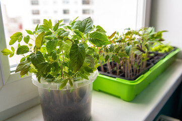 Greens grows on the windowsill of the house