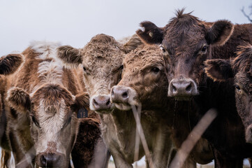 Beef cows and calves grazing on grass in south west victoria, Australia. eating hay and silage....