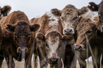 Beef cows and calves grazing on grass in south west victoria, Australia. eating hay and silage....