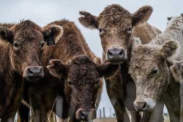 Beef cows and calves grazing on grass in south west victoria, Australia. eating hay and silage....