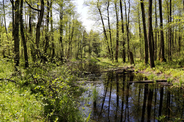 Forest streams bogged and covered by beaver dams in the Lipichanskaya Forest reserve