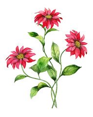 red poinsettia watercolor illustration, christmas flowers