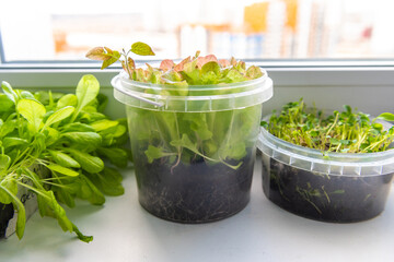 Plantic can whith greens grows on the windowsill