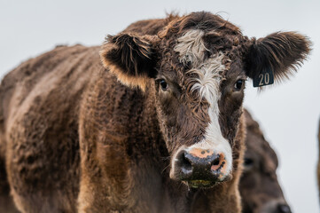 Beef cows and calves grazing on grass in south west victoria, Australia. eating hay and silage....